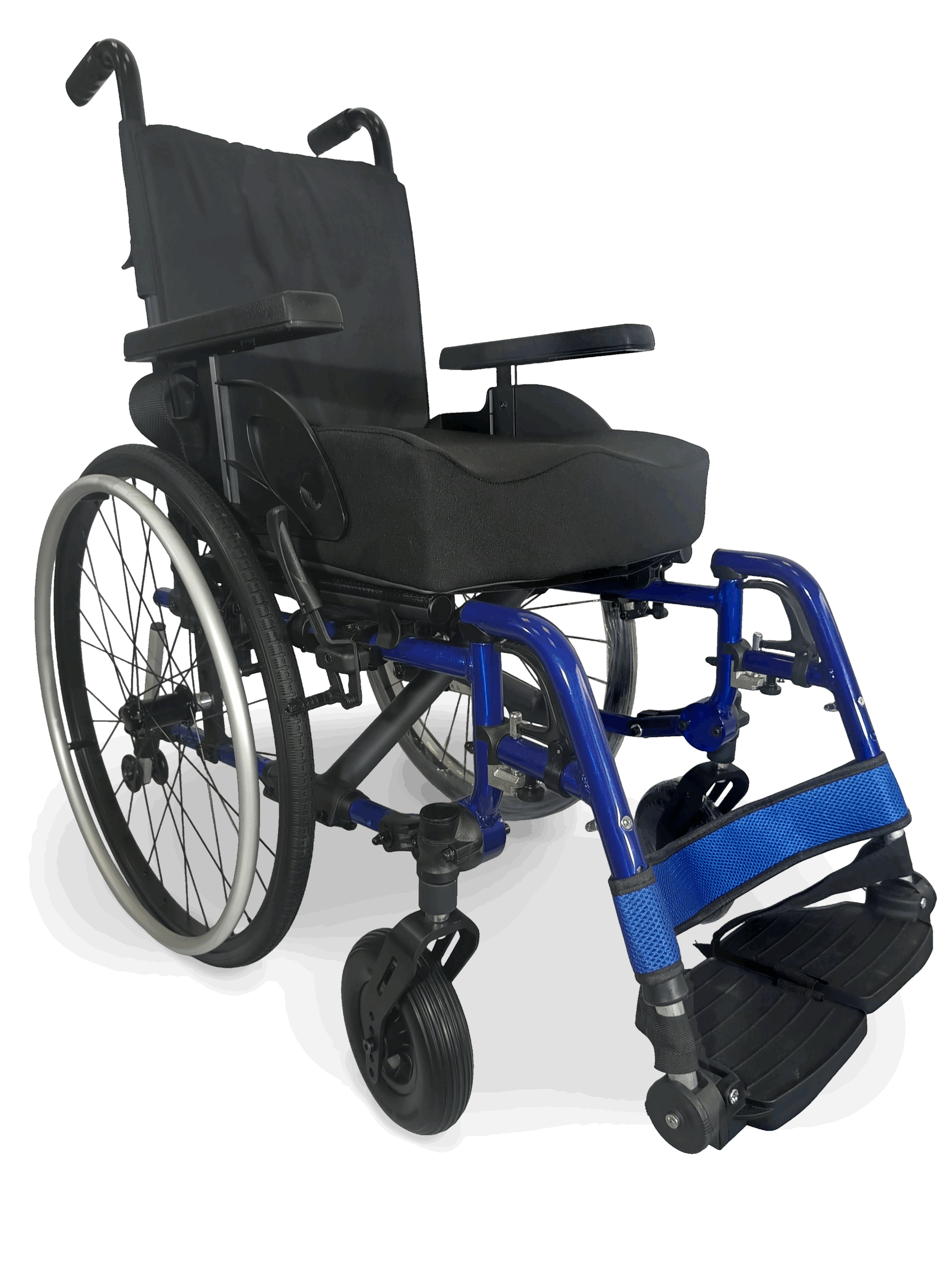 Cauquen azul brillante